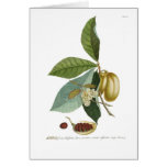 Custard apple card