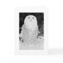 Custom Christmas Card Winter Owl