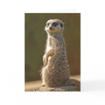 Custom Meerkat Birthday Card