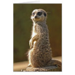 Custom Meerkat Birthday Card