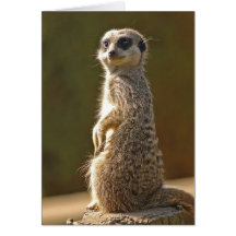 Custom Meerkat Birthday Card