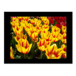 Custom postcards Yellow Red Tulips Flowers cards