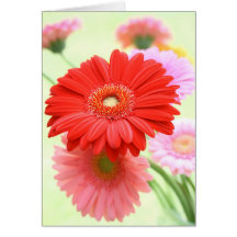 Customisable Gerber Daisies Card