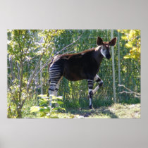 Customisable Okapi Poster