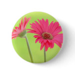 Customisable Pink Gerber Daisies on Green buttons