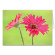 Customisable Pink Gerber Daisies on Green Greeting Cards