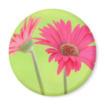 Customisable Pink Gerber Daisies on Green