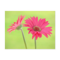 Customisable Pink Gerber Daisies on Green