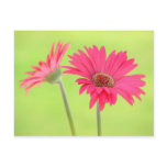 Customisable Pink Gerber Daisies on Green postcards