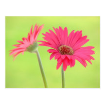 Customisable Pink Gerber Daisies on Green Postcards