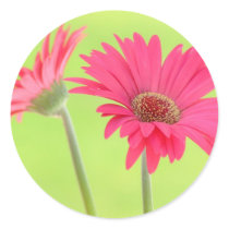 Customisable Pink Gerber Daisies on Green