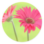 Customisable Pink Gerber Daisies on Green stickers
