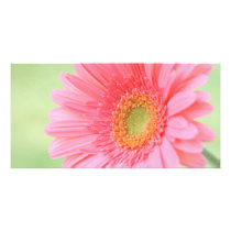 Customisable Pink Gerber Daisy
