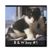Customisable Puppy Magnets