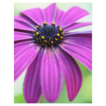 Customisable Purple Daisy flyers