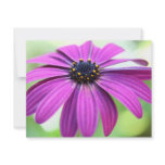 Customisable Purple Daisy invitations