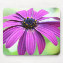 Customisable Purple Daisy