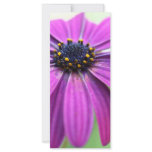 Customisable Purple Daisy rack cards