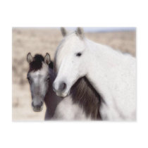 Customise Horse Party Invitations and Cards