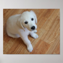 Customise your own pet poster