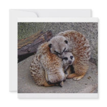 Customised Adorable Snuggling Meerkats Wildlife
