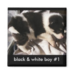 Customizable Puppy Magnets