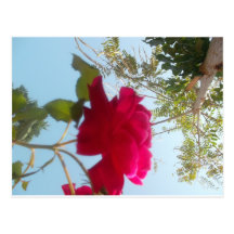 Customize Product Post Cards