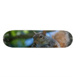 Customize Product Skate Board Decks