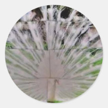 cut picture sticker