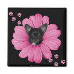 Cute Adorable Sly Heaven Chihuahua magnets