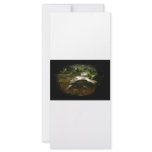 Cute African Side Necked brown turtle black frame rack cards
