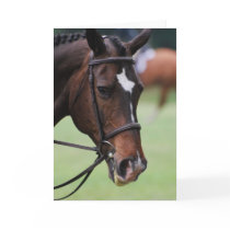 Cute Arabian Horse Greeting Cards