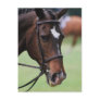 Cute Arabian Horse Postcards