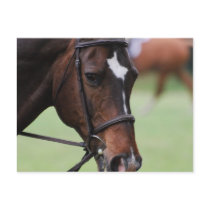 Cute Arabian Horse Postcards