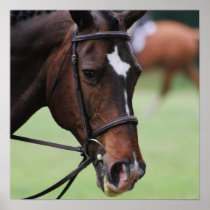 Cute Arabian Horse Poster