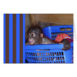 Cute Baby Animals cards
