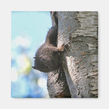 Cute Baby Black Squirrel Magnets