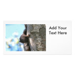 Cute Baby Black Squirrel photo cards