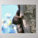 Cute Baby Black Squirrel posters