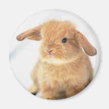 Cute Baby Bunny Happy Easter Design Refrigerator Magnets
