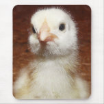 Cute Baby Chicken