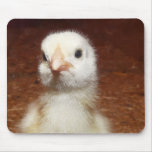 Cute Baby Chicken mousepads