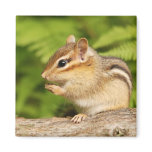 cute baby chipmunk magnets