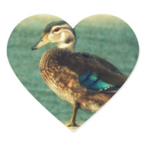 Cute Baby Duck
