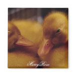 Cute baby ducks magnets
