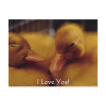 Cute baby ducks postcard