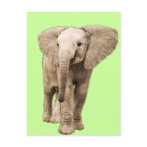 Cute Baby Elephant Postcards