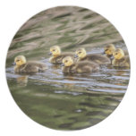 Cute Baby Geese Photo Dinner Plate