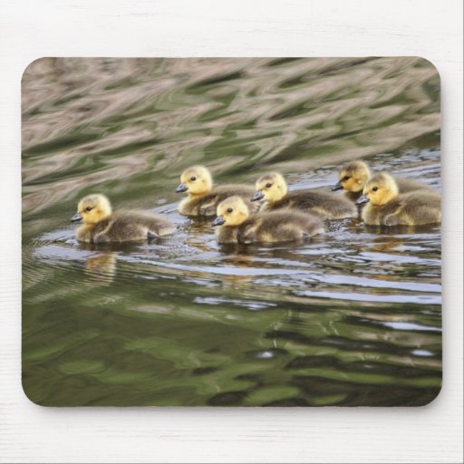 Cute Baby Geese Photo Mousepads