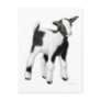 Cute Baby Goat Postcard